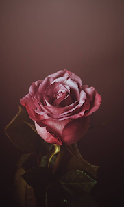 Rose Mobile Wallpapers