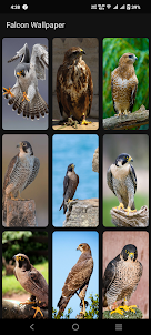 Falcon Wallpaper