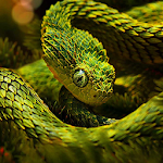 Cover Image of Unduh Snake Live Wallpaper HD 2.5 APK