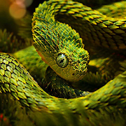 Snake Live Wallpaper HD  Icon