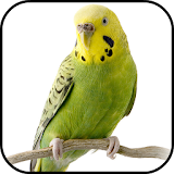 Parakeet Wallpapers icon