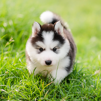 Cute Puppies Live Wallpaper