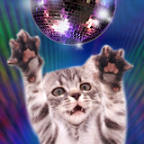 Disco Cats Dancers icon