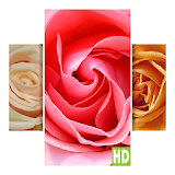 1000+ Rose Wallpapers icon