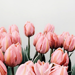Cover Image of ดาวน์โหลด Tulip Wallpaper 1 APK