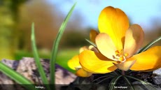 Nature Live ❁ Spring Flowers 3のおすすめ画像3