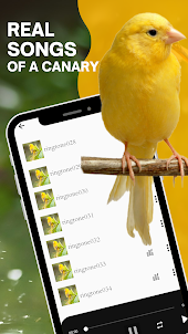 Canary bird singing