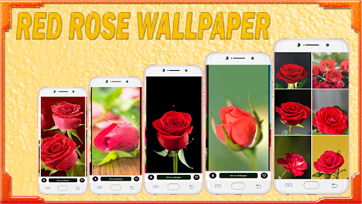 Android application Red Rose Wallpaper screenshort