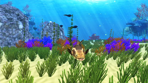 The Cobia 3