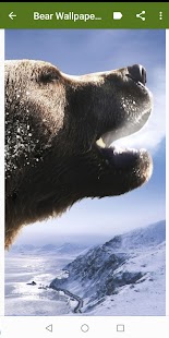 Bears Wallpapers Screenshot