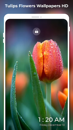 4K Tulips Flowers Wallpapers Screen 2