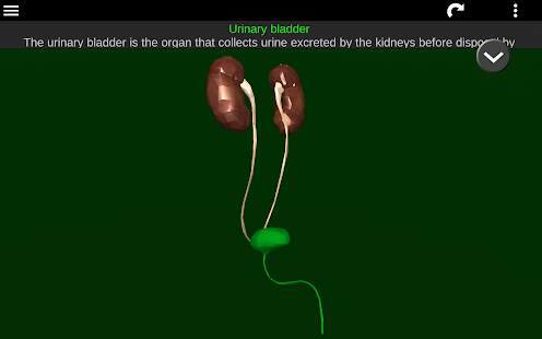 Internal Organs in 3D (Anatomy) 2.5 Screenshots 22