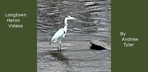 Longtown Heron Videos