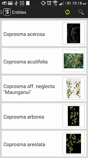 NZ Coprosma Key Screen 3