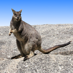 Australian Mammals Apk