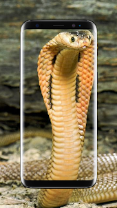 Cobra Snake Wallpaper