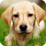 Labrador Dog Live Wallpaper icon