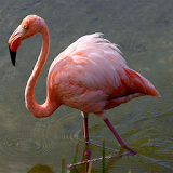 Flamingo Backgrounds icon