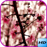 Sakura HD Wallpaper icon