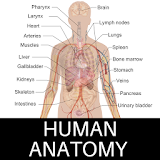 Human Anatomy icon