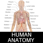 Human Anatomy Apk
