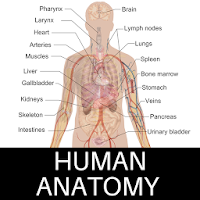 Human Anatomy