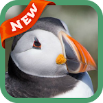 Cover Image of 下载 Puffin Wallpaper 3.0 APK