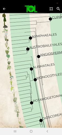 Tree of Life ekran görüntüsü