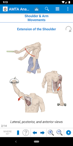 AMTA Anatomy Screen 2