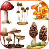 Mushrooms Book App icon
