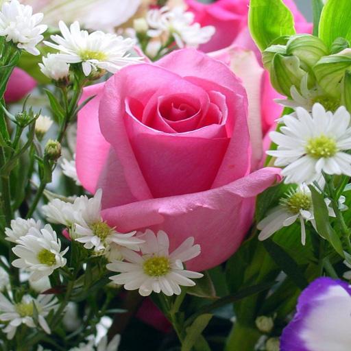 Nice Flower Wallpapers logo