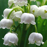 lily of the valley Puzzles icon