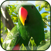 Top 30 Personalization Apps Like Parrots Wallpaper HD - Best Alternatives