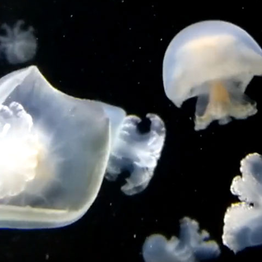 jellyfish live wallpaper logo