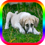 Help for sick dogs & sick puppies icon