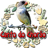 Canto do Chorão (Sporophila leucoptera) icon