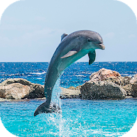 Дельфин Обои HD (фоны, темы, картинки)