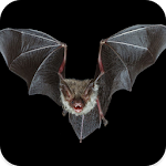 Cover Image of ダウンロード Bat Sounds 1.6 APK