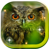 Owl Funny Sounds HD LWP icon