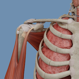 Symbolbild für VOKA Anatomy Pro