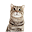 Cat Photo Frame