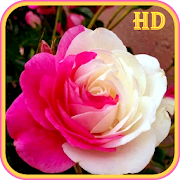 Imagenes de Flores y Rosas