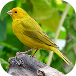 Cover Image of डाउनलोड Canary bird singing  APK