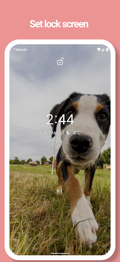 Puppy, Dog Wallpapers - Pictur Screen 3