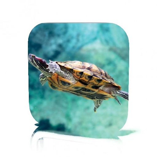 Aquatic Turtles Care