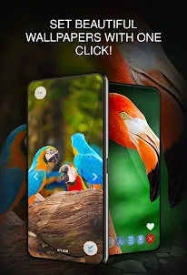 Birds HD Wallpaper