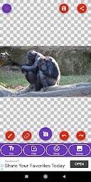 Bonobo, Chimpanzee, Gorilla, Monkey Wallpapers