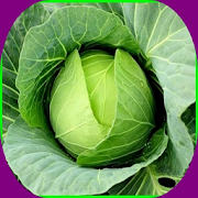 Top 12 Books & Reference Apps Like cabbage cultivation - Best Alternatives