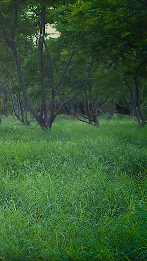 Android application green grass wallpaper screenshort