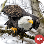 Cover Image of ダウンロード Bald Eagle Sounds  APK